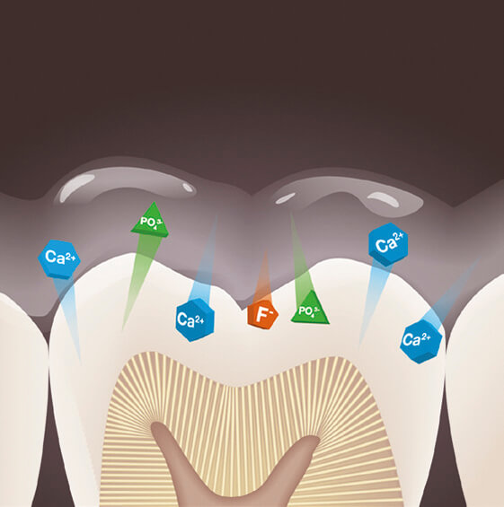 Diagram of tooth with the chemical properties labelled