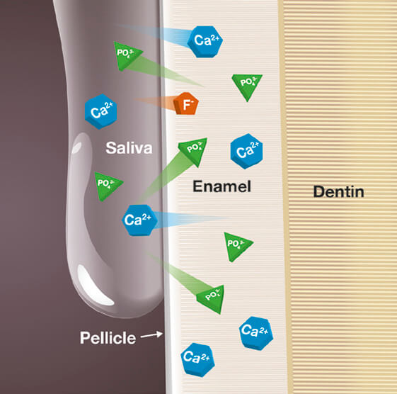Diagram of tooth showing saliva, pellicle, enamel and dentin with chemical properties